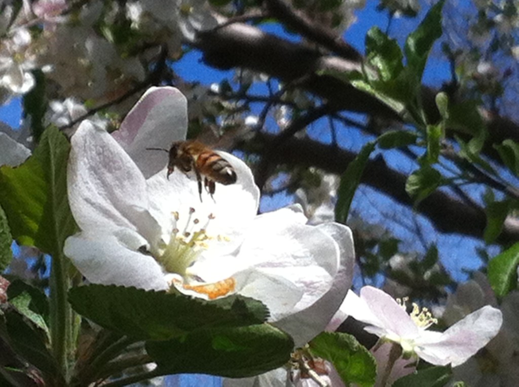 Bee picture